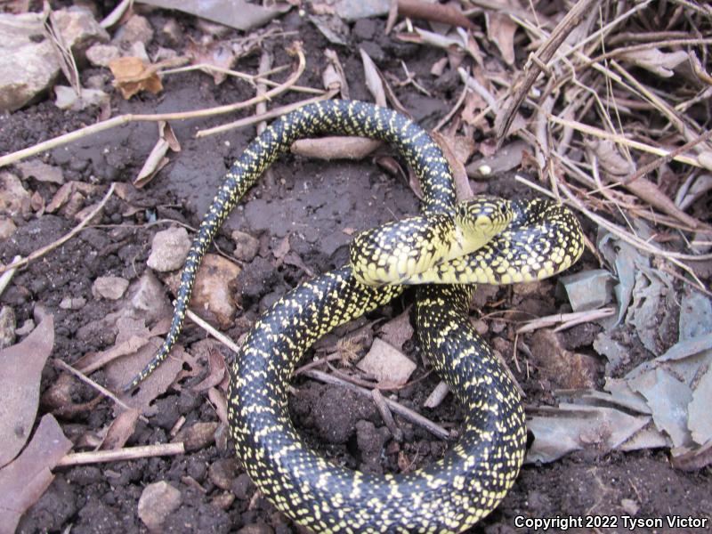 Speckled Kingsnake (Lampropeltis getula holbrooki)