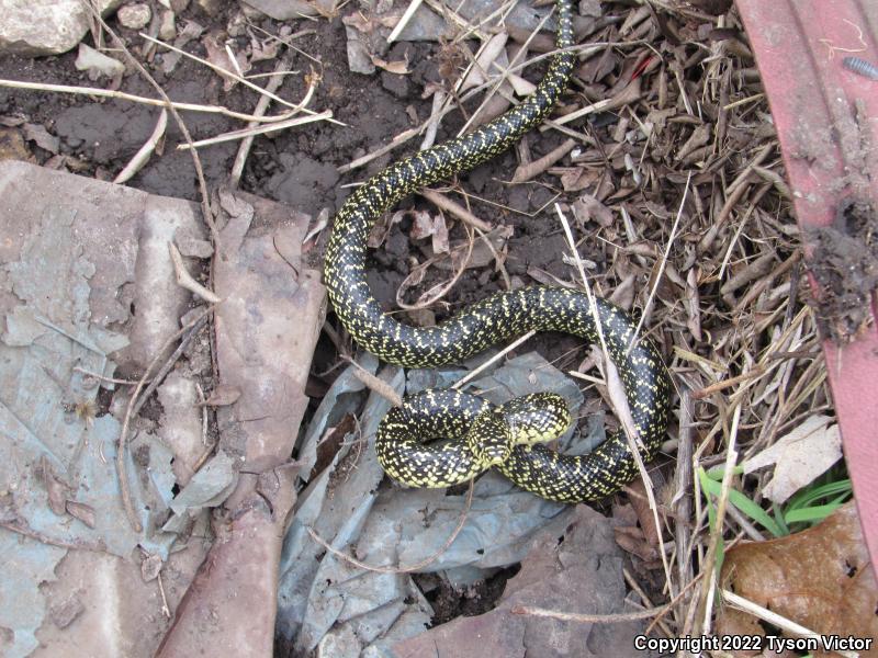 Speckled Kingsnake (Lampropeltis getula holbrooki)