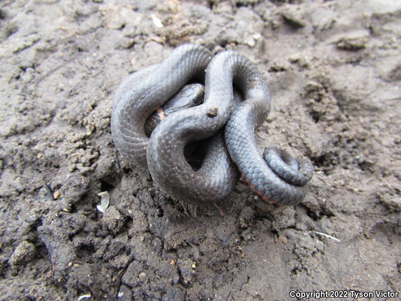 Prairie Ring-necked Snake (Diadophis punctatus arnyi)