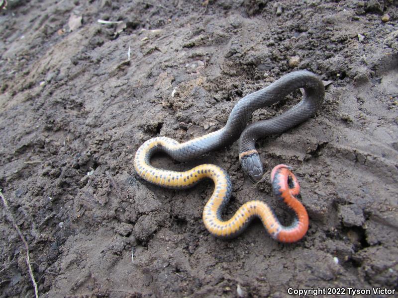 Prairie Ring-necked Snake (Diadophis punctatus arnyi)