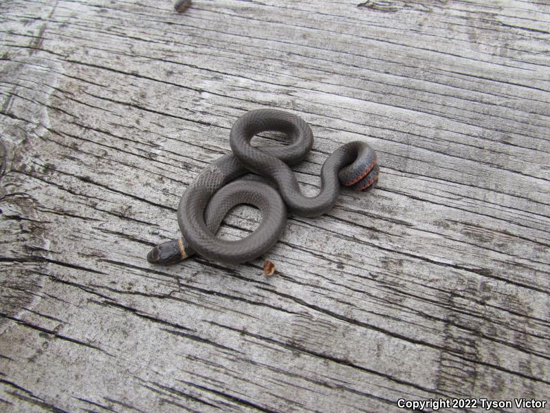 Prairie Ring-necked Snake (Diadophis punctatus arnyi)