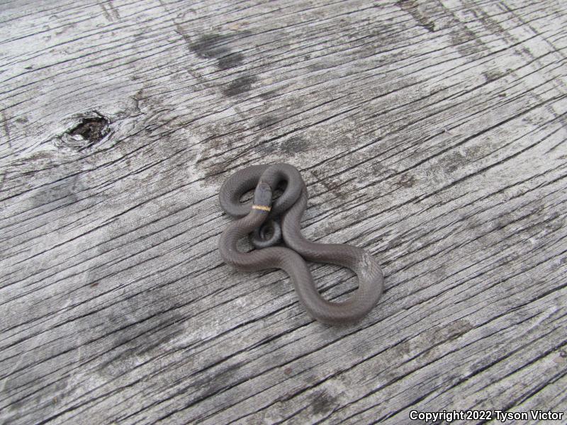 Prairie Ring-necked Snake (Diadophis punctatus arnyi)