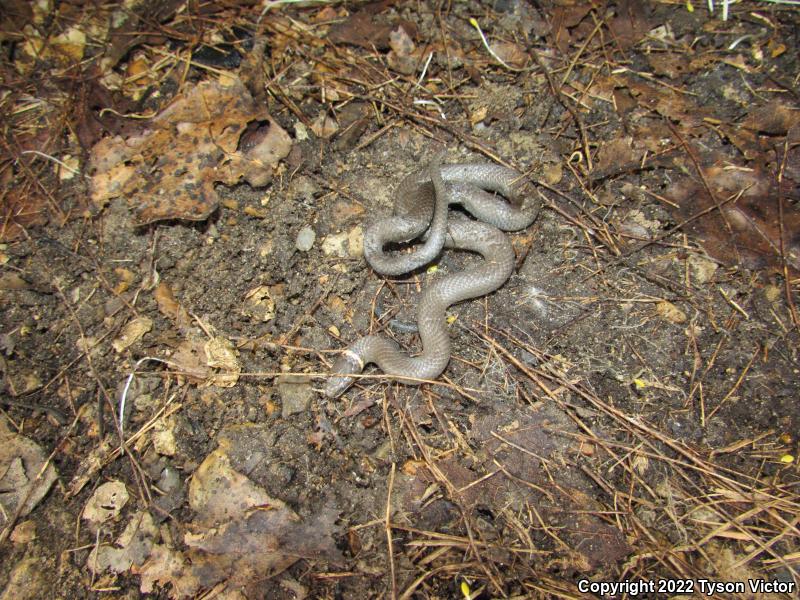 Prairie Ring-necked Snake (Diadophis punctatus arnyi)