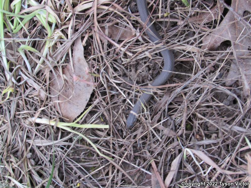 Prairie Ring-necked Snake (Diadophis punctatus arnyi)