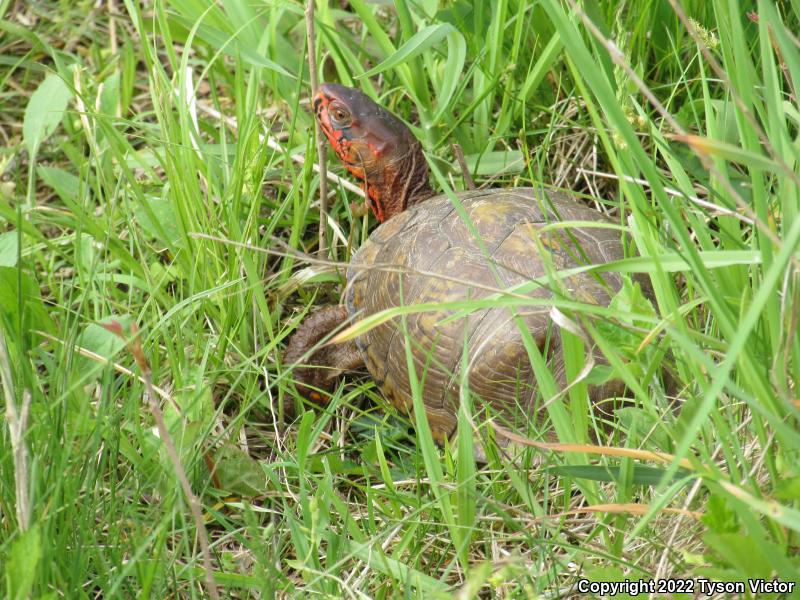 Three-toed Box Turtle (Terrapene carolina triunguis)