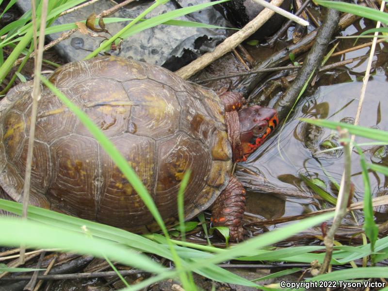 Three-toed Box Turtle (Terrapene carolina triunguis)