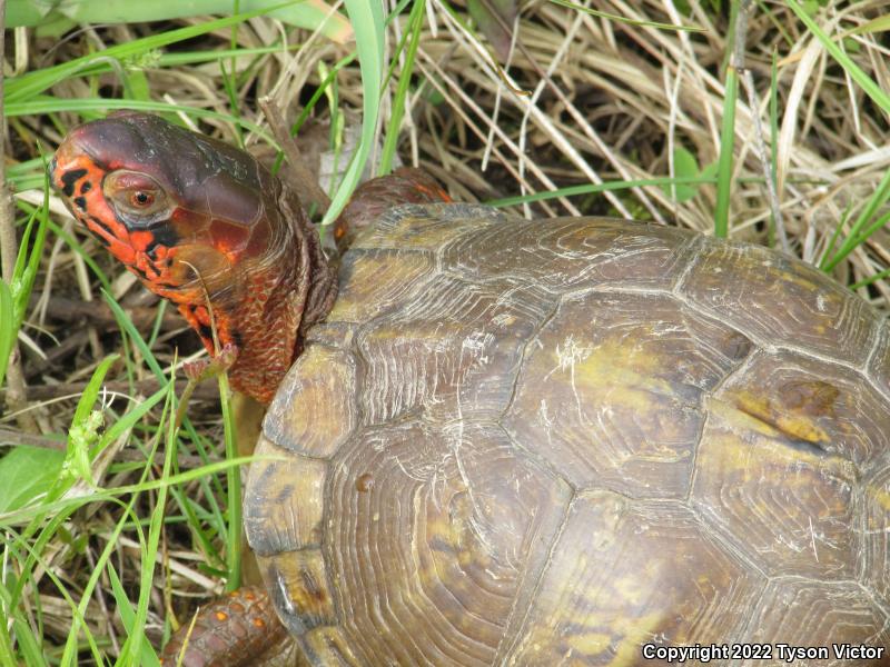 Three-toed Box Turtle (Terrapene carolina triunguis)