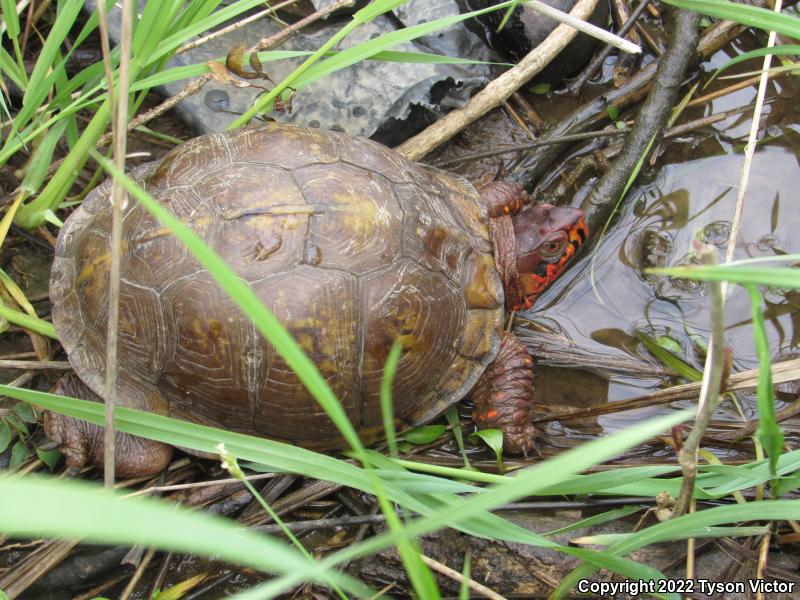 Three-toed Box Turtle (Terrapene carolina triunguis)