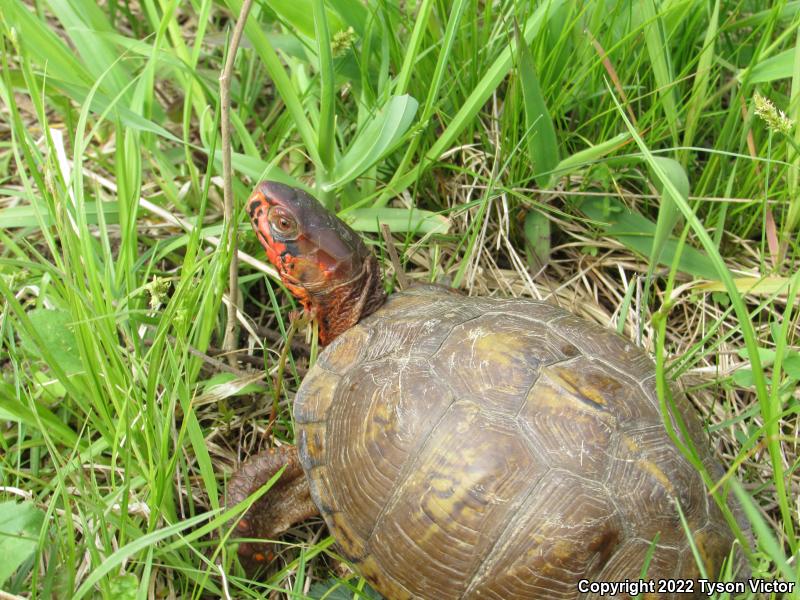 Three-toed Box Turtle (Terrapene carolina triunguis)