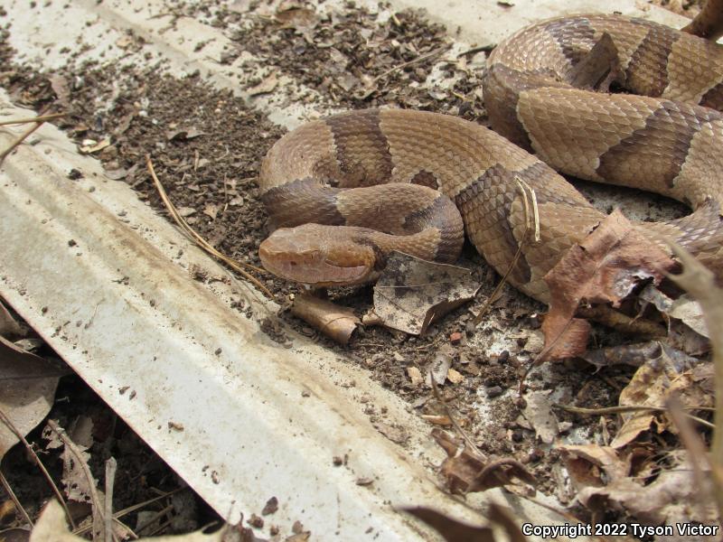 Osage Copperhead (Agkistrodon contortrix phaeogaster)