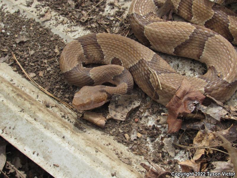 Osage Copperhead (Agkistrodon contortrix phaeogaster)