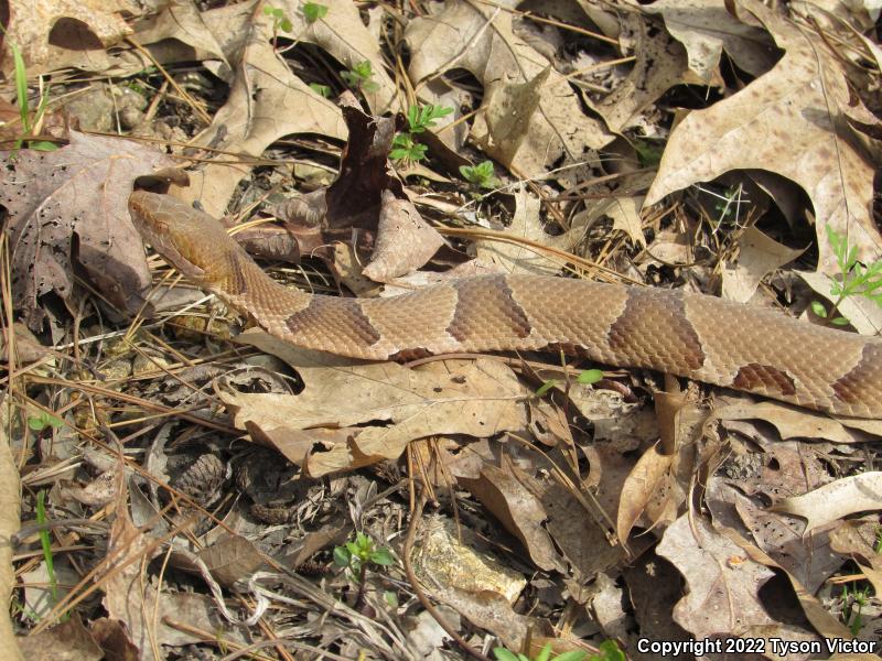 Osage Copperhead (Agkistrodon contortrix phaeogaster)