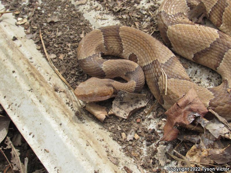 Osage Copperhead (Agkistrodon contortrix phaeogaster)