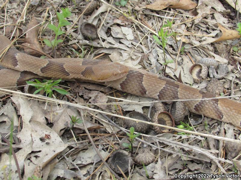 Osage Copperhead (Agkistrodon contortrix phaeogaster)