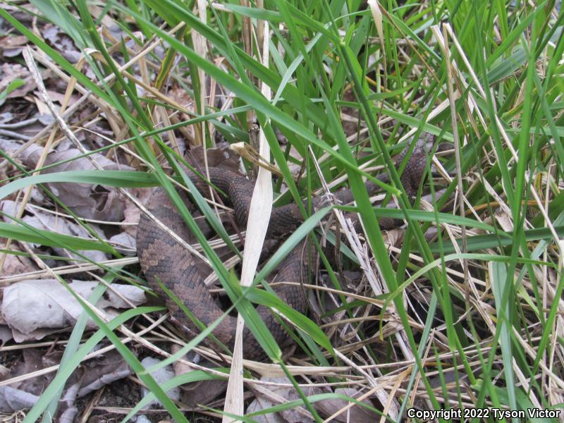 Western Cottonmouth (Agkistrodon piscivorus leucostoma)