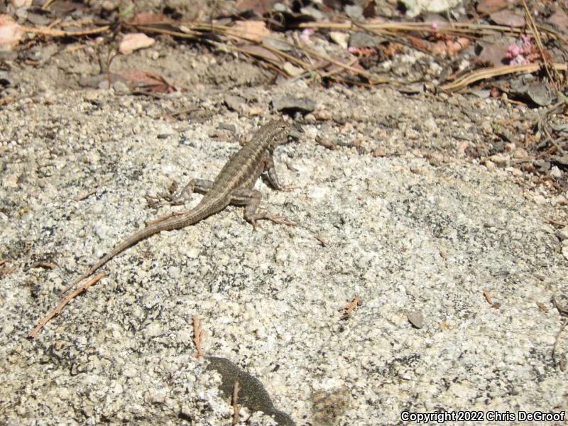 Southern Sagebrush Lizard (Sceloporus graciosus vandenburgianus)