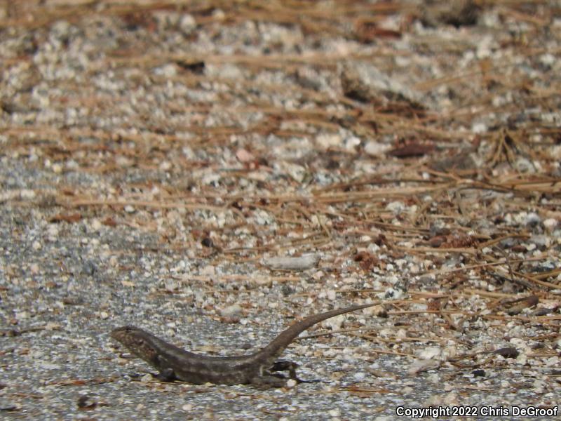 Southern Sagebrush Lizard (Sceloporus graciosus vandenburgianus)