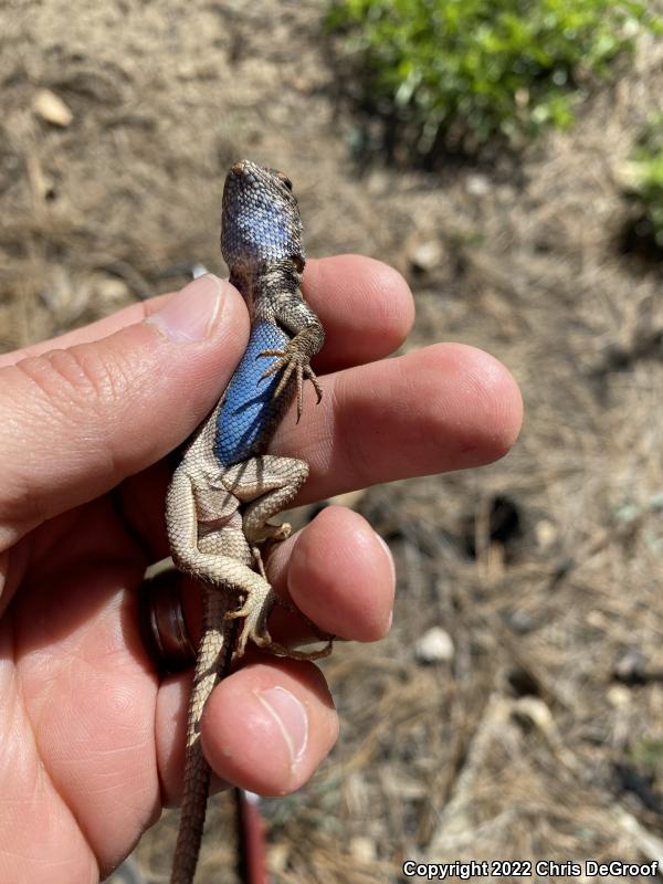 Southern Sagebrush Lizard (Sceloporus graciosus vandenburgianus)