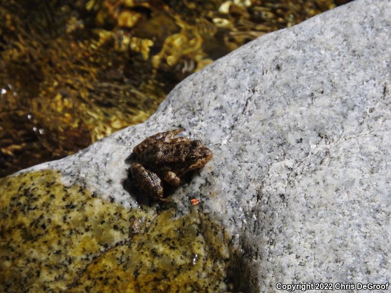 Southern Mountain Yellow-legged Frog (Rana muscosa)