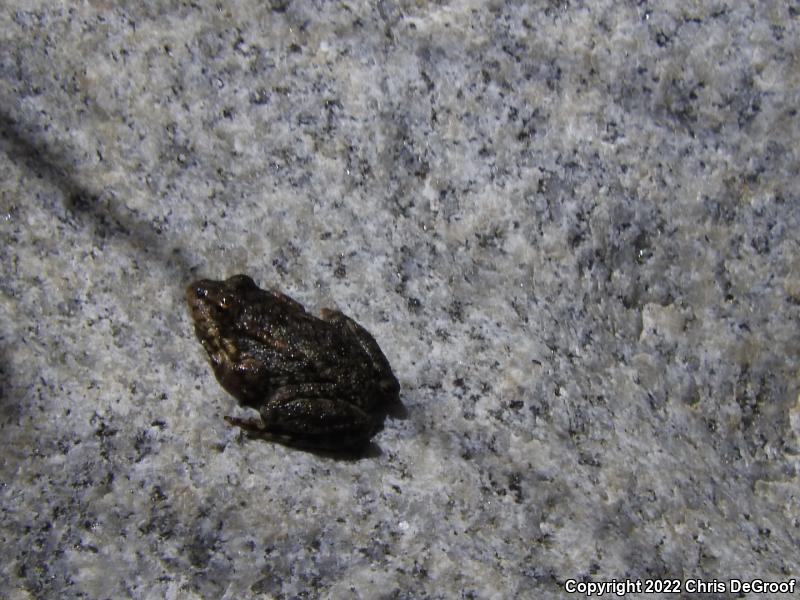 Southern Mountain Yellow-legged Frog (Rana muscosa)