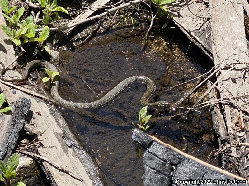 Two-striped Gartersnake (Thamnophis hammondii)