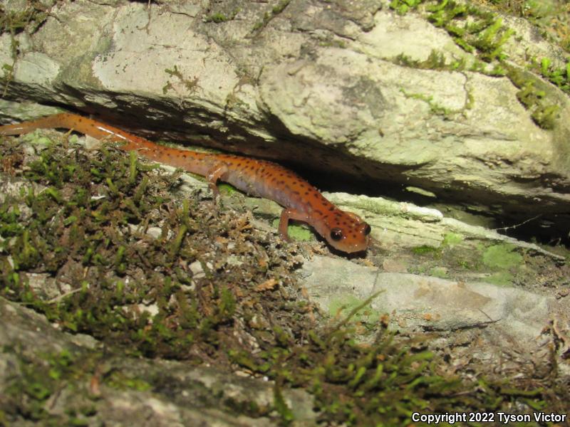 Cave Salamander (Eurycea lucifuga)