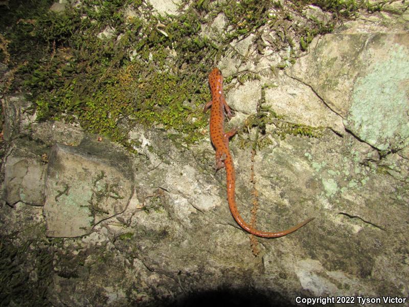 Cave Salamander (Eurycea lucifuga)