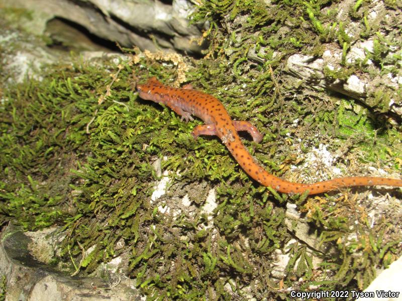 Cave Salamander (Eurycea lucifuga)