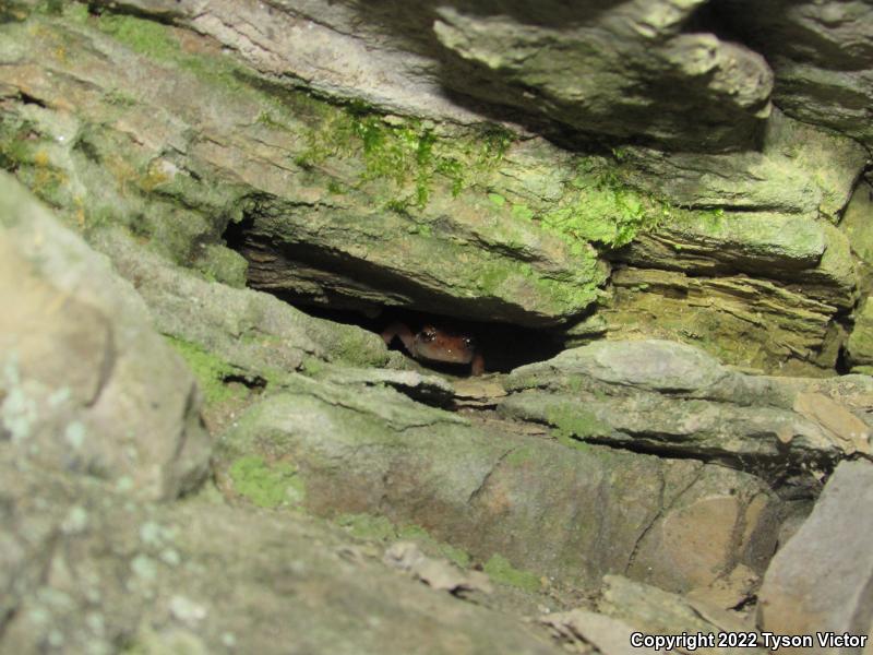 Cave Salamander (Eurycea lucifuga)