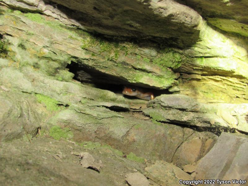 Cave Salamander (Eurycea lucifuga)