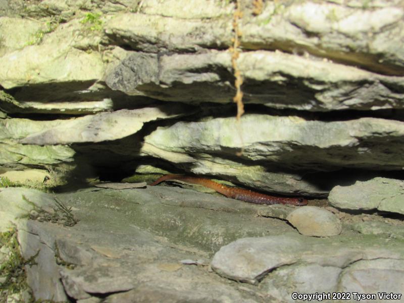 Cave Salamander (Eurycea lucifuga)