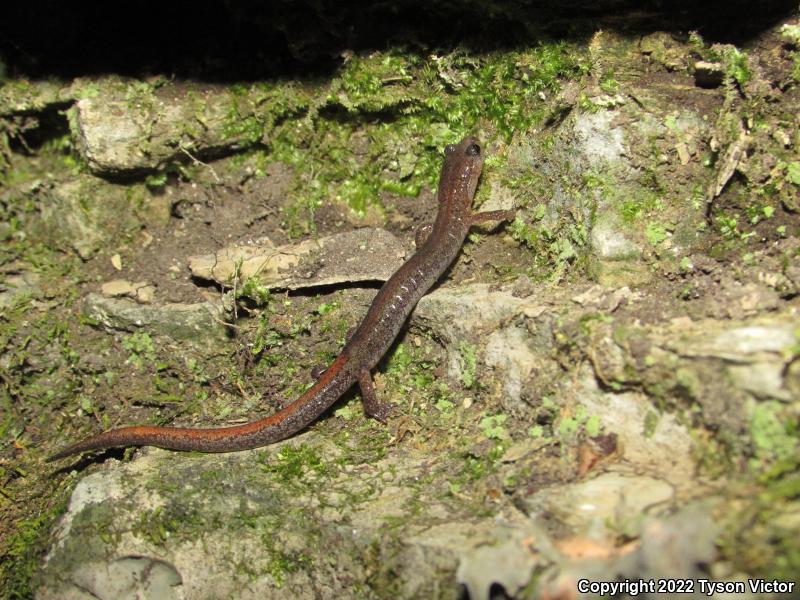 Northern Zigzag Salamander (Plethodon dorsalis)