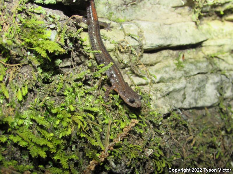 Northern Zigzag Salamander (Plethodon dorsalis)