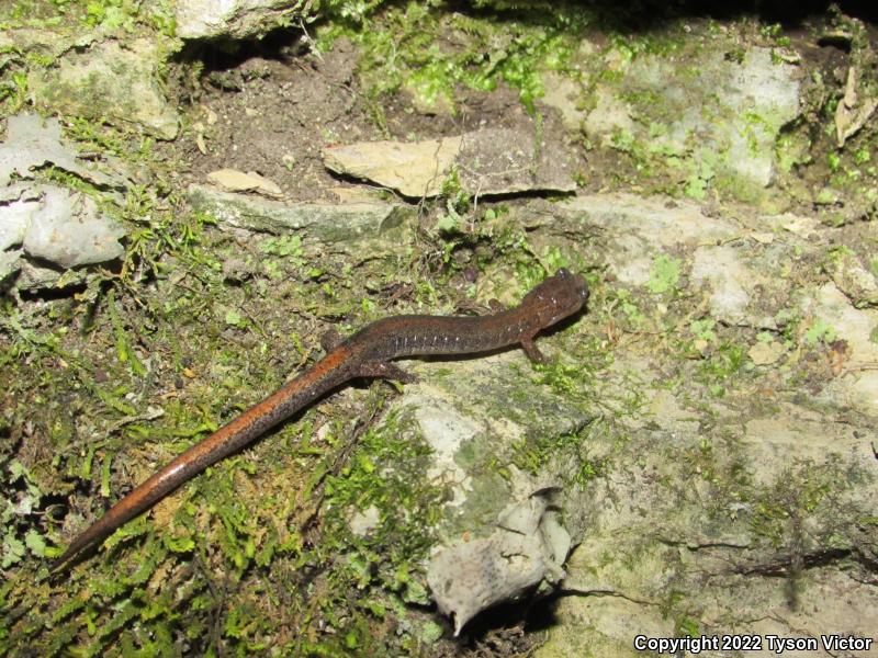 Northern Zigzag Salamander (Plethodon dorsalis)