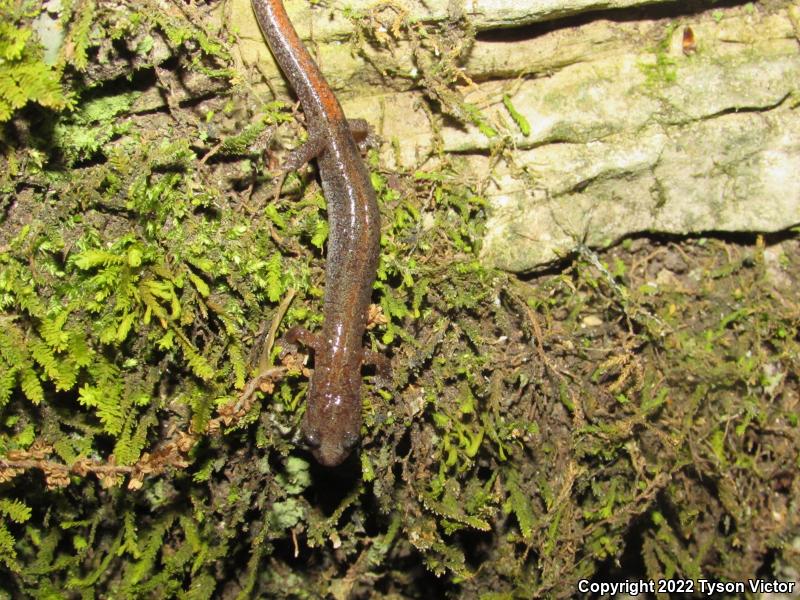 Northern Zigzag Salamander (Plethodon dorsalis)