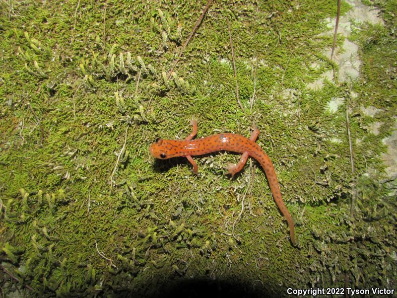 Cave Salamander (Eurycea lucifuga)