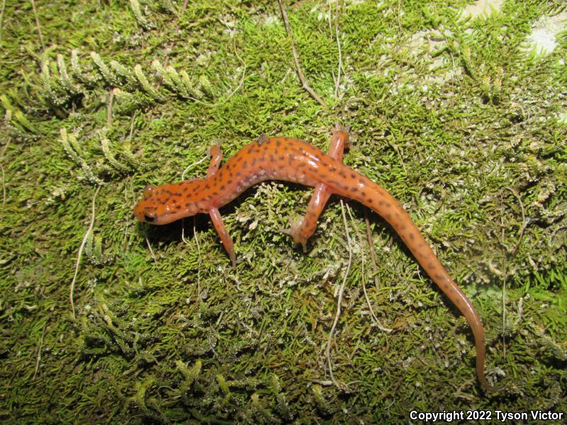 Cave Salamander (Eurycea lucifuga)