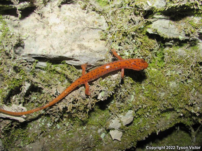 Cave Salamander (Eurycea lucifuga)