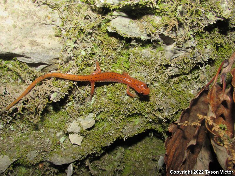 Cave Salamander (Eurycea lucifuga)