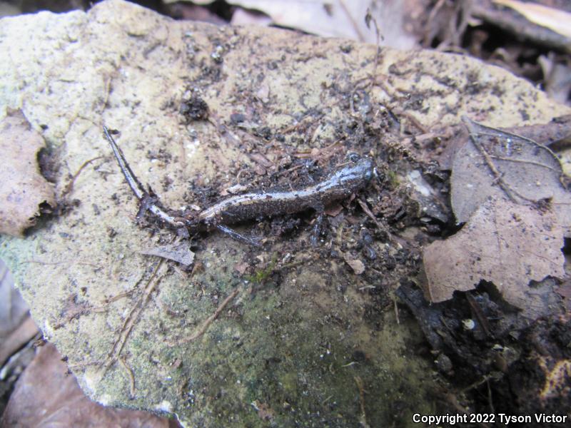 Northern Zigzag Salamander (Plethodon dorsalis)