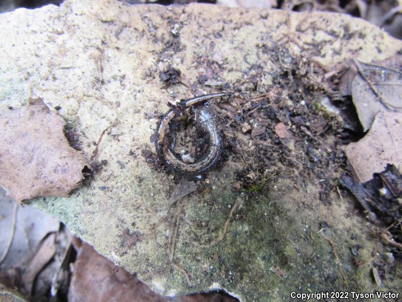 Northern Zigzag Salamander (Plethodon dorsalis)