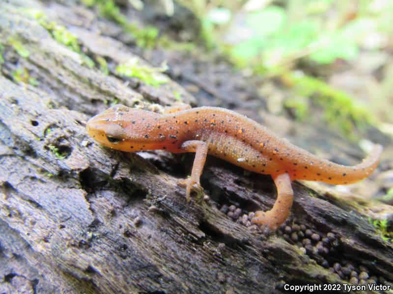 Central Newt (Notophthalmus viridescens louisianensis)