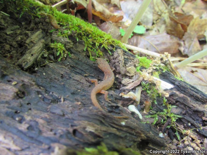 Central Newt (Notophthalmus viridescens louisianensis)