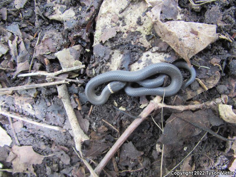 Prairie Ring-necked Snake (Diadophis punctatus arnyi)