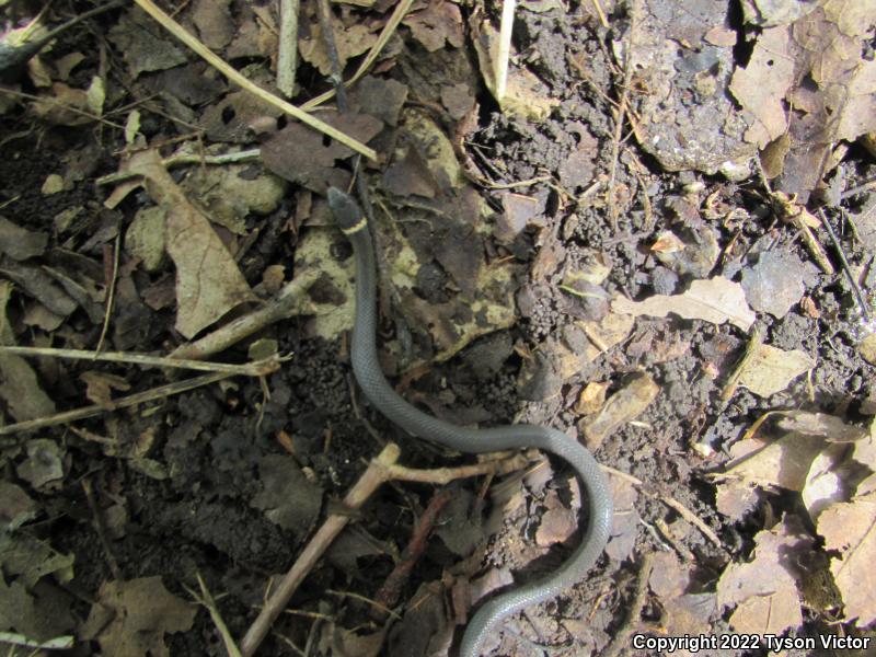 Prairie Ring-necked Snake (Diadophis punctatus arnyi)