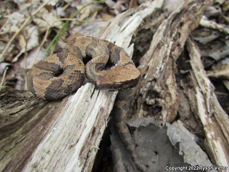 Western Cottonmouth (Agkistrodon piscivorus leucostoma)