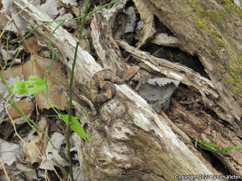 Western Cottonmouth (Agkistrodon piscivorus leucostoma)