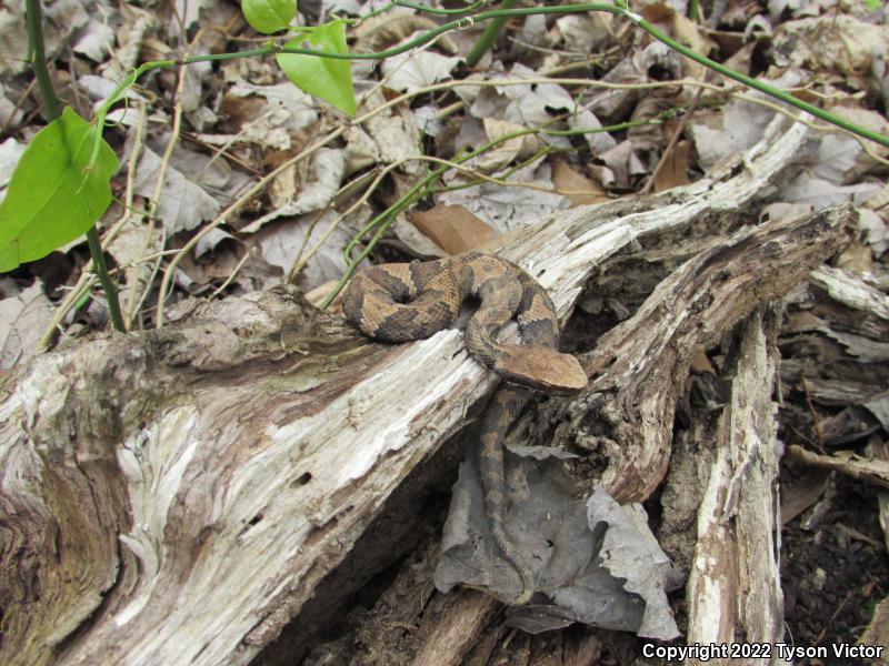 Western Cottonmouth (Agkistrodon piscivorus leucostoma)