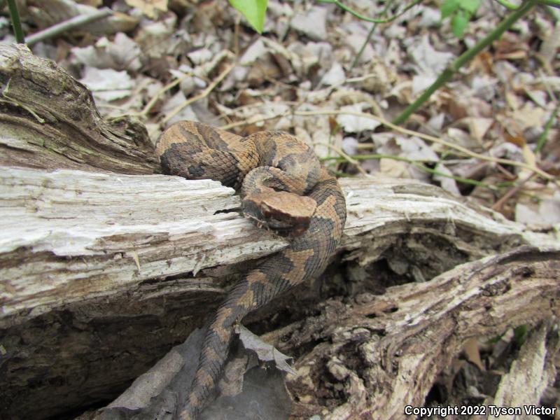 Western Cottonmouth (Agkistrodon piscivorus leucostoma)