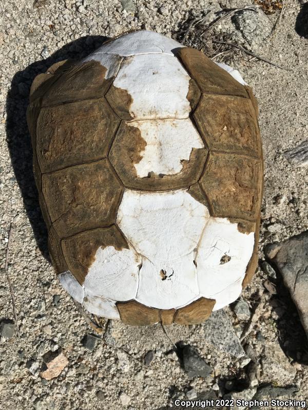 Desert Tortoise (Gopherus agassizii)